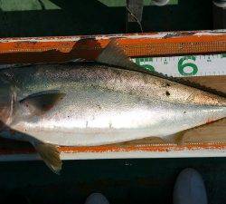 火遠理丸（ほおりまる） 釣果