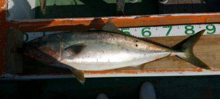 火遠理丸（ほおりまる） 釣果