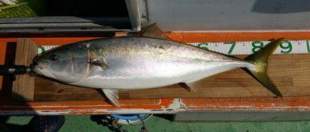 火遠理丸（ほおりまる） 釣果