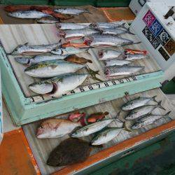 火遠理丸（ほおりまる） 釣果