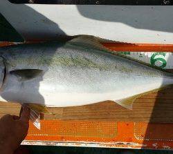 火遠理丸（ほおりまる） 釣果