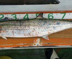 火遠理丸（ほおりまる） 釣果