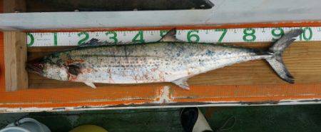 火遠理丸（ほおりまる） 釣果