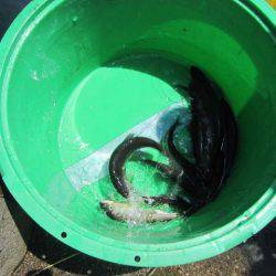 狩野川(狩野川漁業協同組合) 釣果