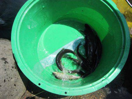 狩野川(狩野川漁業協同組合) 釣果