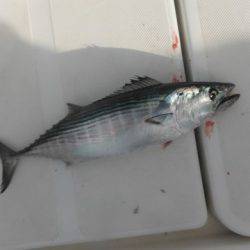 開進丸 釣果