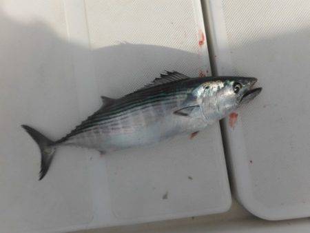 開進丸 釣果