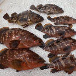 TOPGUN名古屋 釣果