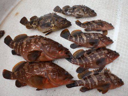 TOPGUN名古屋 釣果