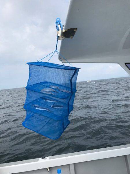 へいみつ丸 釣果