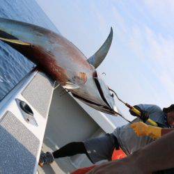 へいみつ丸 釣果