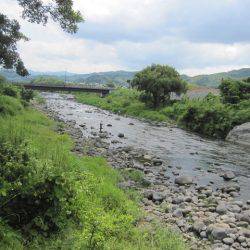 狩野川(狩野川漁業協同組合) 釣果