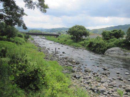 狩野川(狩野川漁業協同組合) 釣果