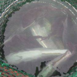 淡路じゃのひれフィッシングパーク 釣果