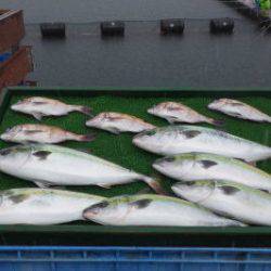 淡路じゃのひれフィッシングパーク 釣果