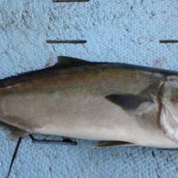 淡路じゃのひれフィッシングパーク 釣果