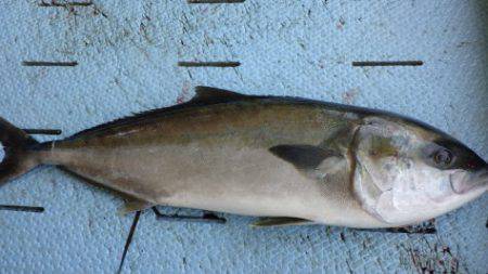 淡路じゃのひれフィッシングパーク 釣果