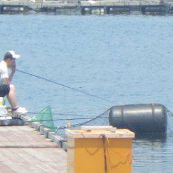 淡路じゃのひれフィッシングパーク 釣果