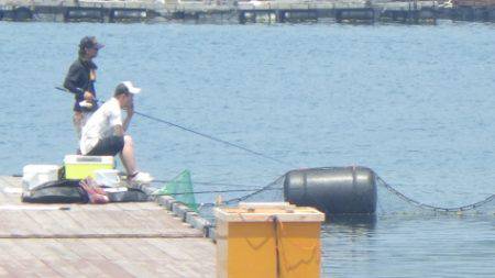 淡路じゃのひれフィッシングパーク 釣果