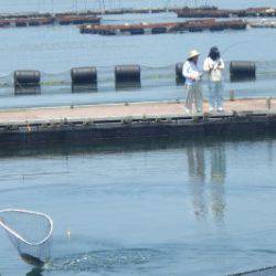淡路じゃのひれフィッシングパーク 釣果