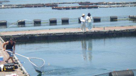 淡路じゃのひれフィッシングパーク 釣果