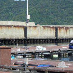 淡路じゃのひれフィッシングパーク 釣果