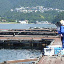 淡路じゃのひれフィッシングパーク 釣果