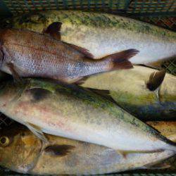 淡路じゃのひれフィッシングパーク 釣果