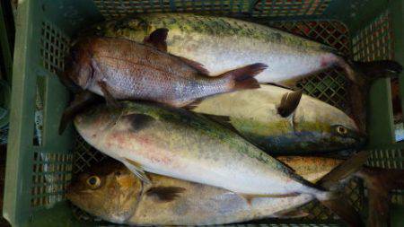 淡路じゃのひれフィッシングパーク 釣果