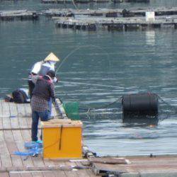 淡路じゃのひれフィッシングパーク 釣果