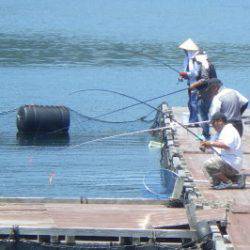淡路じゃのひれフィッシングパーク 釣果