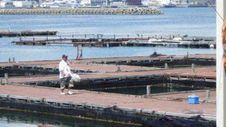 淡路じゃのひれフィッシングパーク 釣果