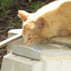 淡路じゃのひれフィッシングパーク 釣果