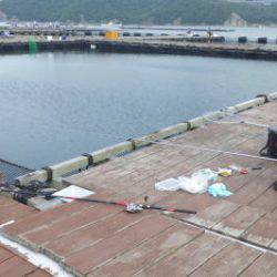 淡路じゃのひれフィッシングパーク 釣果