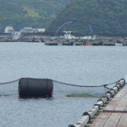 淡路じゃのひれフィッシングパーク 釣果