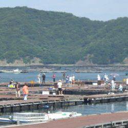 淡路じゃのひれフィッシングパーク 釣果