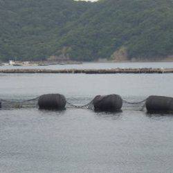 淡路じゃのひれフィッシングパーク 釣果