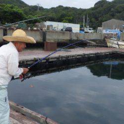 淡路じゃのひれフィッシングパーク 釣果