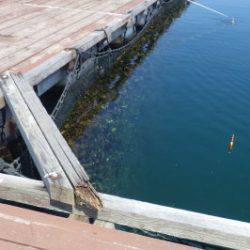 淡路じゃのひれフィッシングパーク 釣果