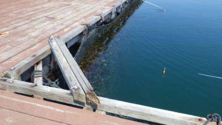 淡路じゃのひれフィッシングパーク 釣果
