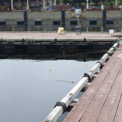 淡路じゃのひれフィッシングパーク 釣果