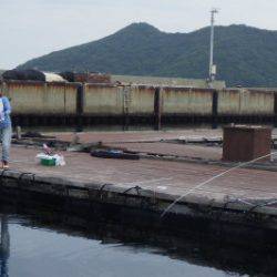 淡路じゃのひれフィッシングパーク 釣果