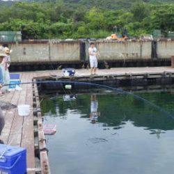 淡路じゃのひれフィッシングパーク 釣果