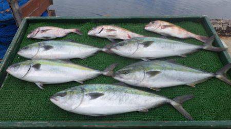 淡路じゃのひれフィッシングパーク 釣果
