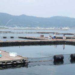 淡路じゃのひれフィッシングパーク 釣果