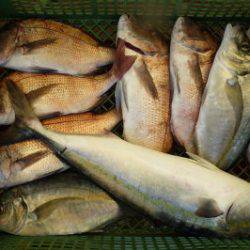 淡路じゃのひれフィッシングパーク 釣果