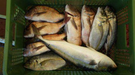 淡路じゃのひれフィッシングパーク 釣果