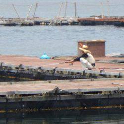 淡路じゃのひれフィッシングパーク 釣果