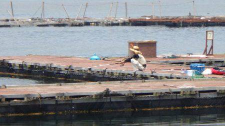 淡路じゃのひれフィッシングパーク 釣果
