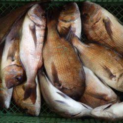 淡路じゃのひれフィッシングパーク 釣果